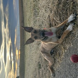 Hundeschule Vogt - Rollo