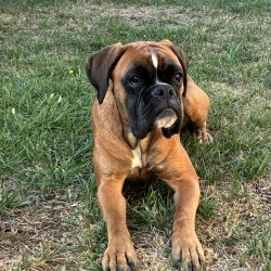 Hundeschule Vogt - Romie