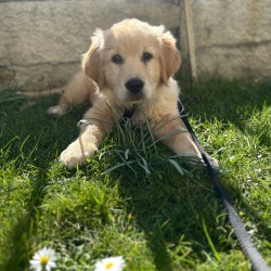 Hundeschule Vogt - Ruby