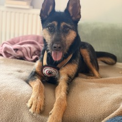 Hundeschule Vogt - Ruby