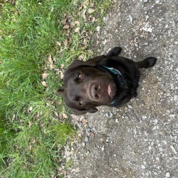 Hundeschule Vogt - Rudi