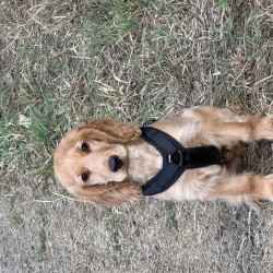 Hundeschule Vogt - Sam