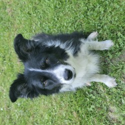 Hundeschule Vogt - Sams