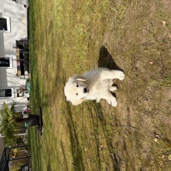 Hundeschule Vogt - Shiva