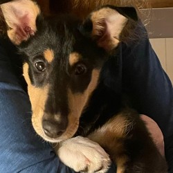 Hundeschule Vogt - Mimi