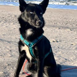 Hundeschule Vogt - Sinja