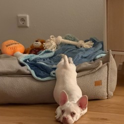 Hundeschule Vogt - Sir Henry