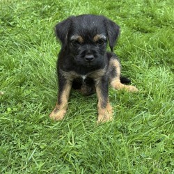 Hundeschule Vogt - Sir Merlin