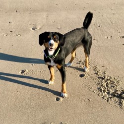 Hundeschule Vogt - Skathi
