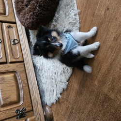 Hundeschule Vogt - Sky