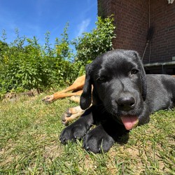 Hundeschule Vogt - Snickers
