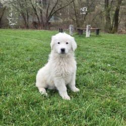 Hundeschule Vogt - Snow