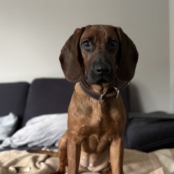 Hundeschule Vogt - Sola