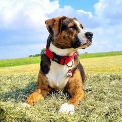 Hundeschule Vogt - Sunny