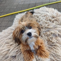 Hundeschule Vogt - Sunny