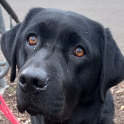 Hundeschule Vogt - Tari