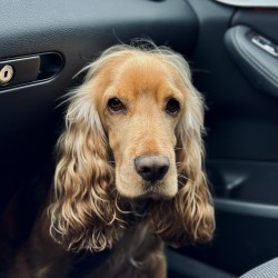 Hundeschule Vogt - Theo