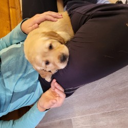 Hundeschule Vogt - Tica