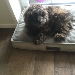 Hundeschule Vogt - Tilda