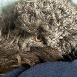 Hundeschule Vogt - Tilly