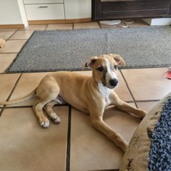 Hundeschule Vogt - Timmy
