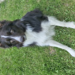 Hundeschule Vogt - Toffee