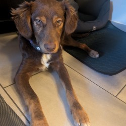 Hundeschule Vogt - Toffee
