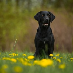 Hundeschule Vogt - Torin