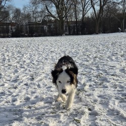 Hundeschule Vogt - Twix