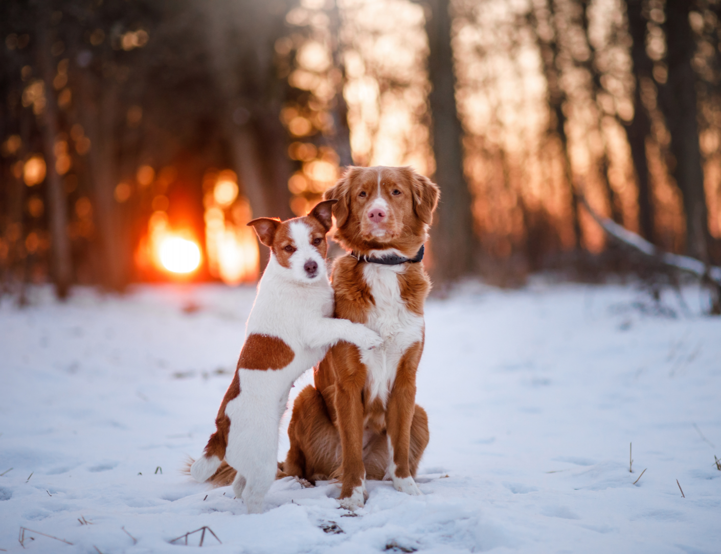 Foto Adventsspaziergang