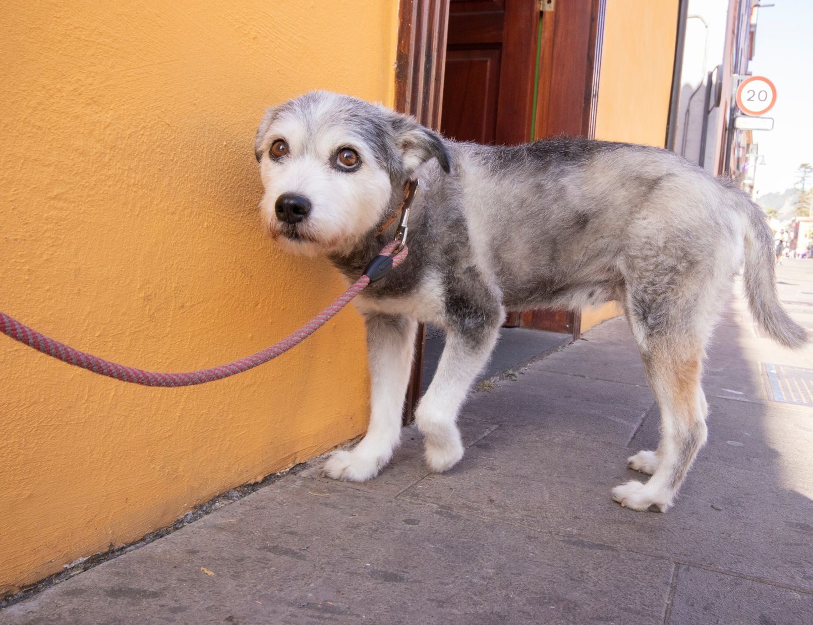Foto Workshop Angsthunde