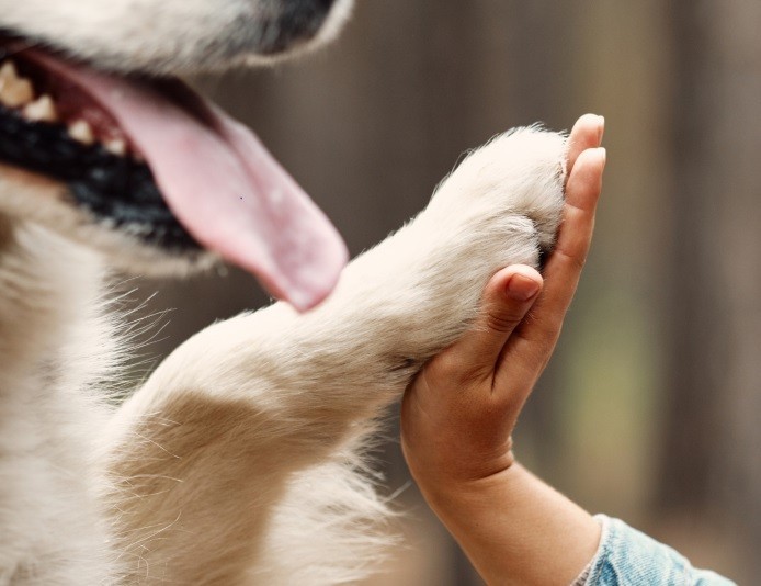 Foto Themenspaziergang Mensch - Hund Kommunikation