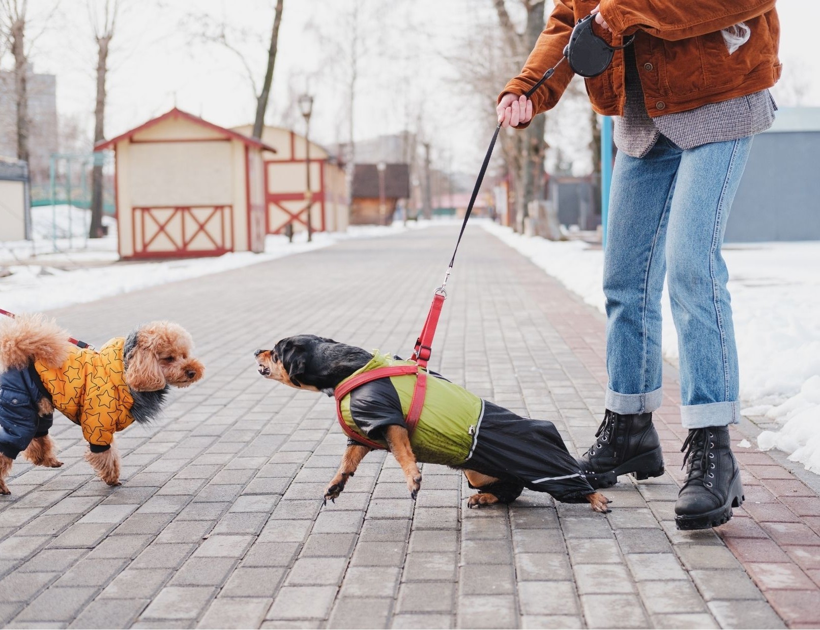 Foto Workshop Hundebegegnungen souverän meistern